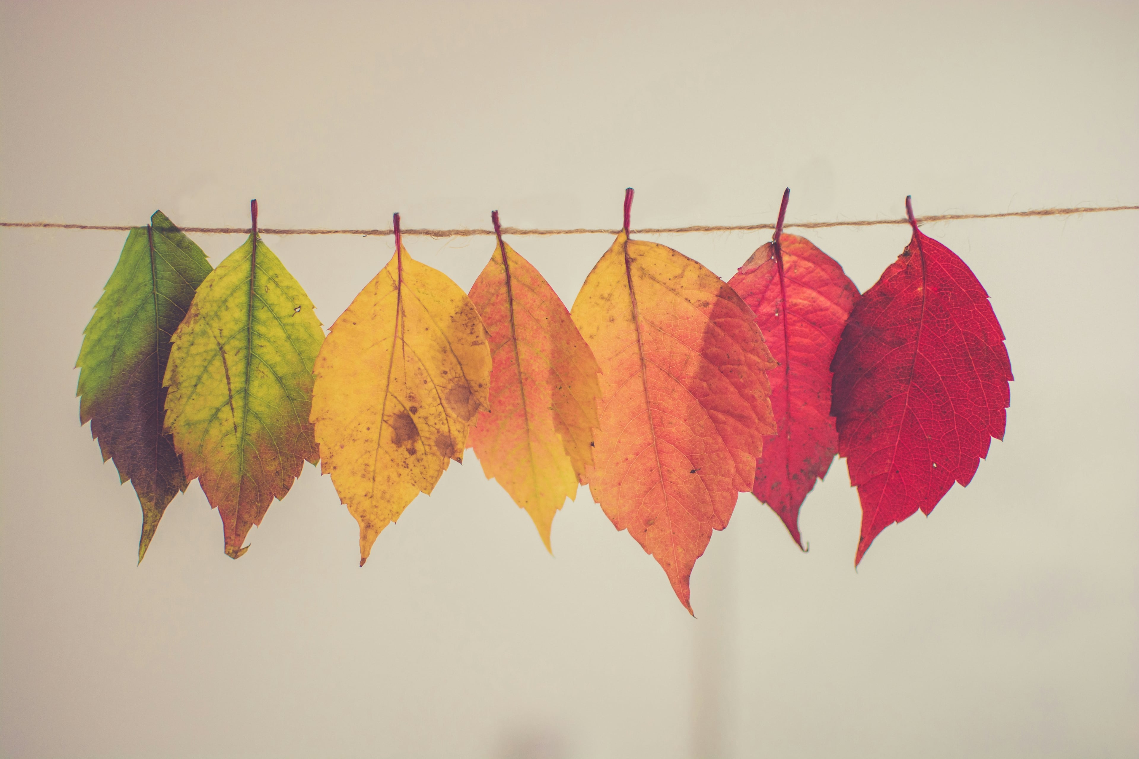 image showing leaves changing colour